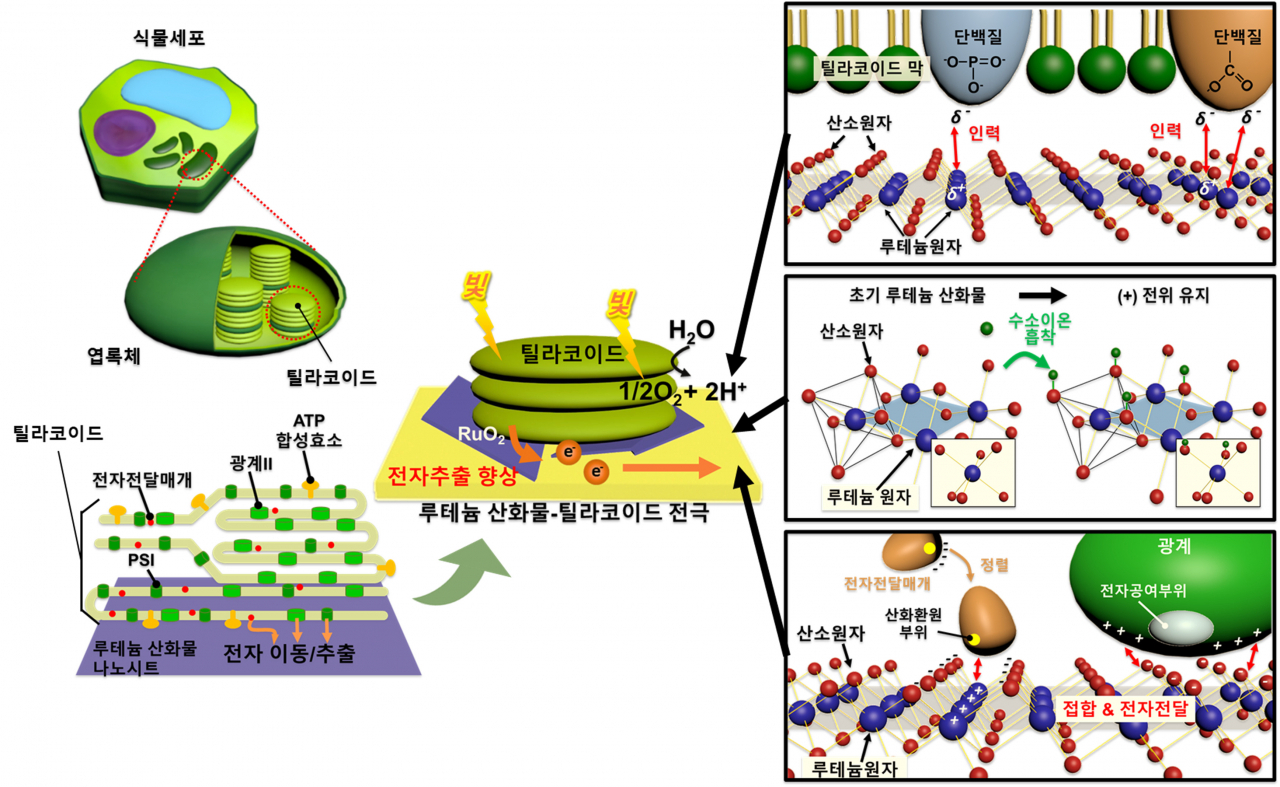 루테늄 산화물 나노시트를 이용한 광합성 전자추출 향상 모식도.[연세대학교 제공]