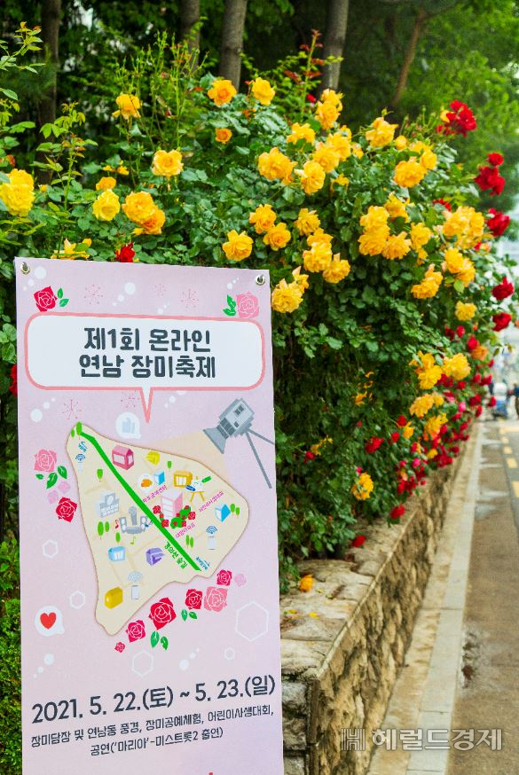 연남동 장미담장. [마포구 제공]