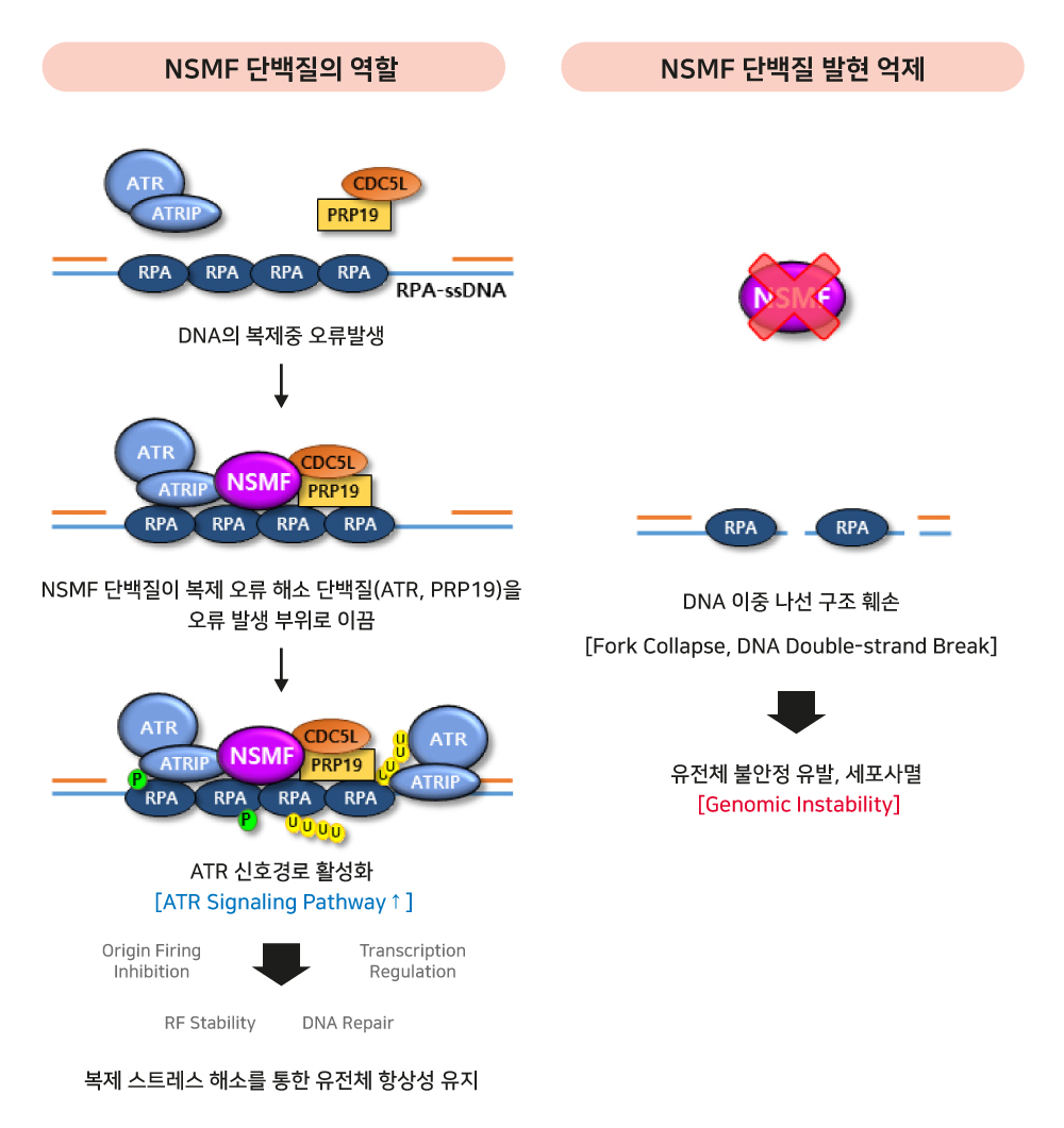 DNA 복제 오류로 인해 복제 스트레스 발생시 NSMF 단백질의 역할.[UNIST 제공]