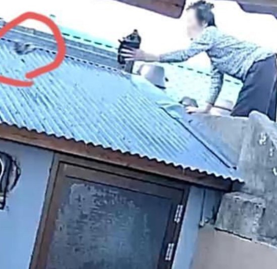[동물권단체 케어 공식 블로그 캡처]