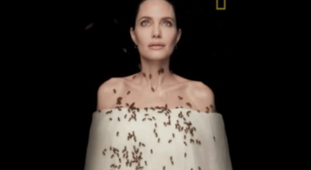 [내셔널지오그래픽 유튜브·인스타그램 캡처]