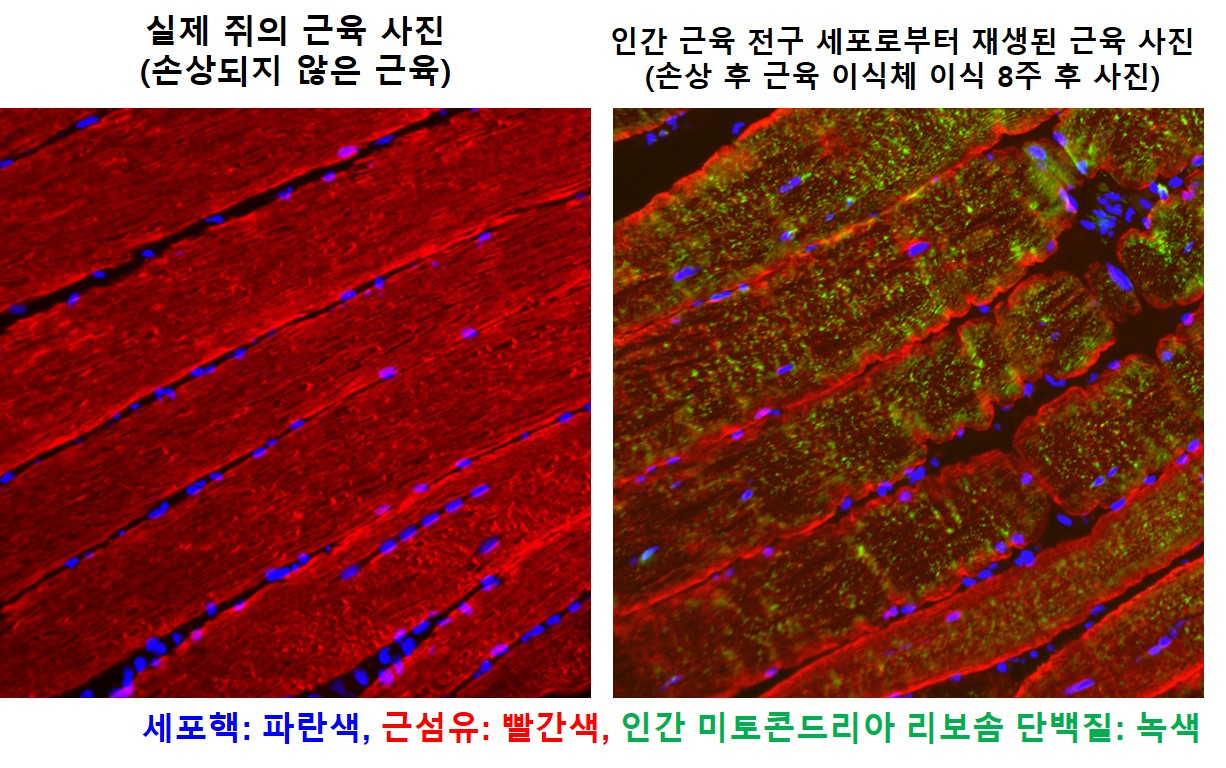 4D 프린팅으로 만든 근육 구조체의 손상근육 재생 유도 효과. 실제 쥐의 근육(왼쪽), 손상된 쥐의 근육(가운데) 및 쥐의 손상된 근육에 근육구조체를 이식한 후 근육이 재생된 사진(오른쪽) 4D 프린팅 공정을 통해 제작된 근육 조직체를 손상된 쥐의 근육 부위에 이식 8주 후 근섬유(빨간색 염색)가 잘 배열된 것과 세포핵(파란색)이 근섬유의 중앙에 위치 한 것 등을 통해 인간 근육전구세포로부터 근섬유 재생이 효과적으로 이뤄진 것을 형광현미경을 통해 확인할 수 있다. [성균관대 제공]