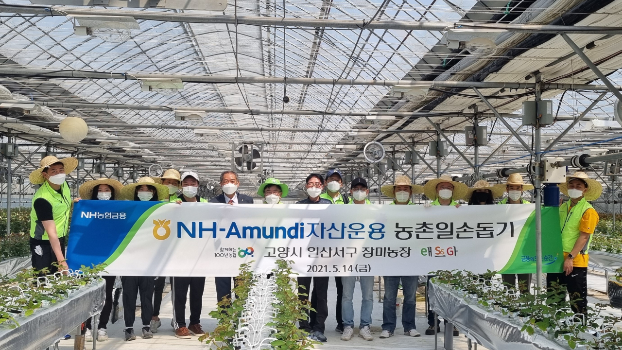 NH-Amundi자산운용 임직원들이 지난 14일, 21일 두 차례에 걸쳐 고양시 농가 일손돕기를 진행했다.[NH-Amundi자산운용 제공]