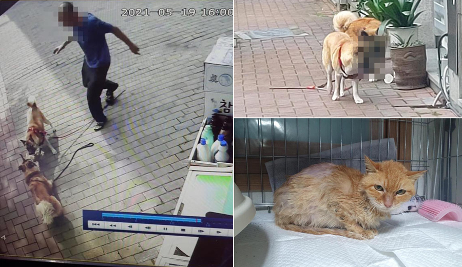 대구시 달서구에서 지난 19일 대형견 두마리가 목줄을 바닥에 끌고 돌아다니다 길고양이를 물어 죽인 사건이 발생했다. [페이스북 ‘실시간대구’ 캡처]