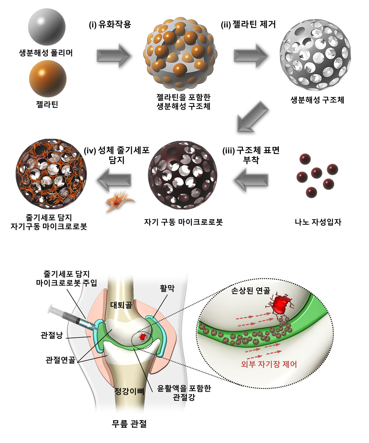 무릎관절 연골 치료를 위한 줄기세포 담지 마이크로로봇의 제작과 예상 치료 과정 모식도. [한국마이크로의료로봇연구원 제공]