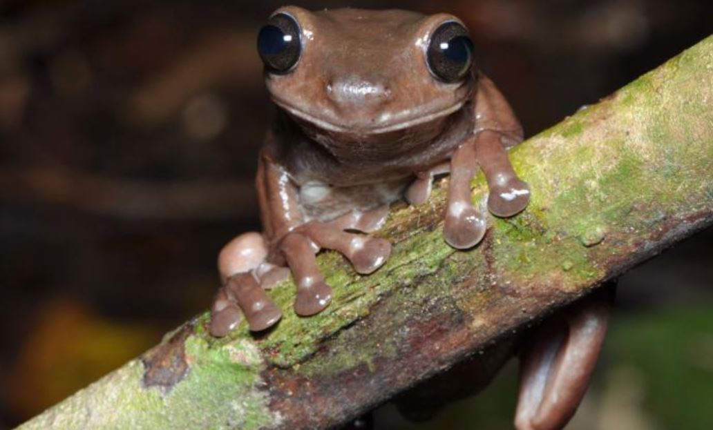 이른바 '초콜릿 개구리'로 불린 신종 개구리 ‘리토리아 미라(Litoria mira)’ [출처:CNN, 더가디언, 트위터 갈무리]