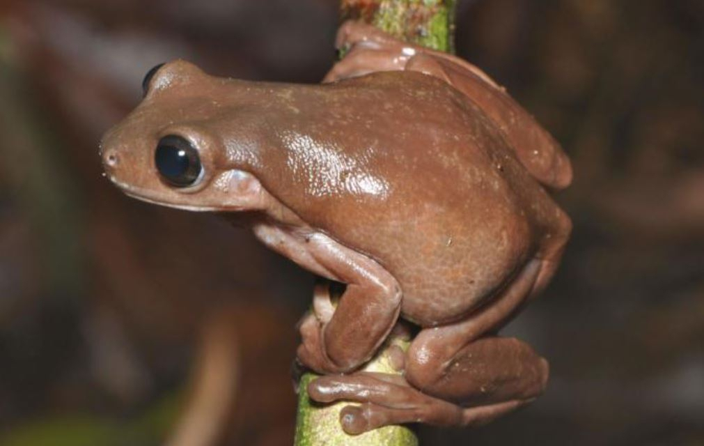 이른바 '초콜릿 개구리'로 불린 신종 개구리 ‘리토리아 미라(Litoria mira)’ [출처:CNN, 더가디언, 트위터 갈무리]
