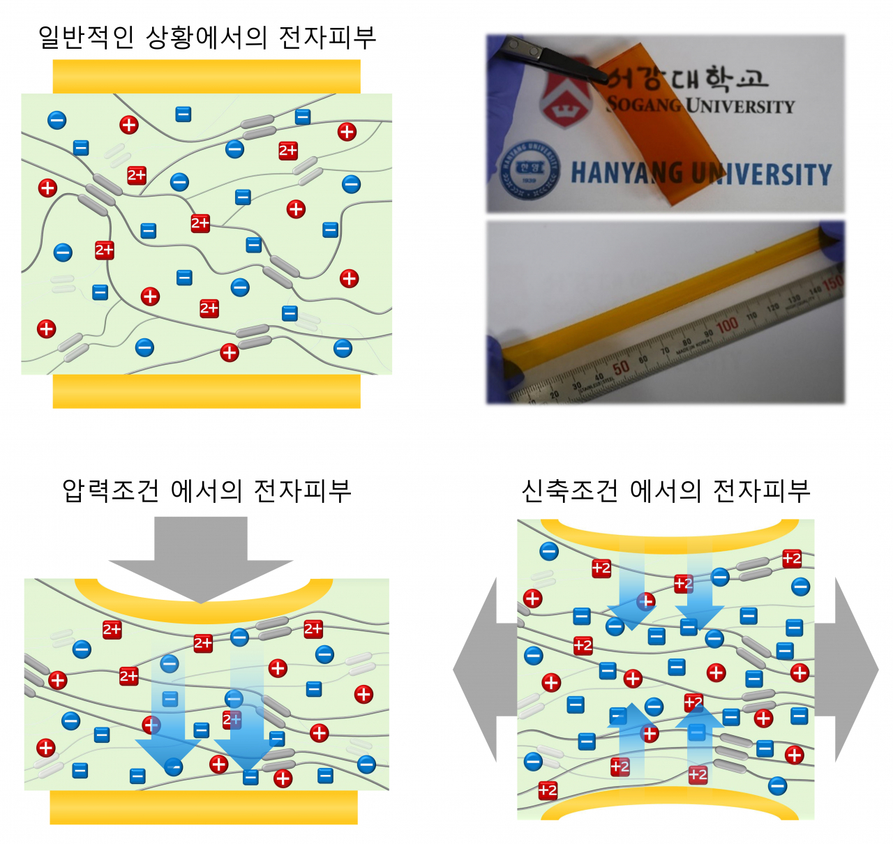 힘의 변화에 따른 포토닉 전자피부 내부이온 분포 변화.[서강대학교 제공]