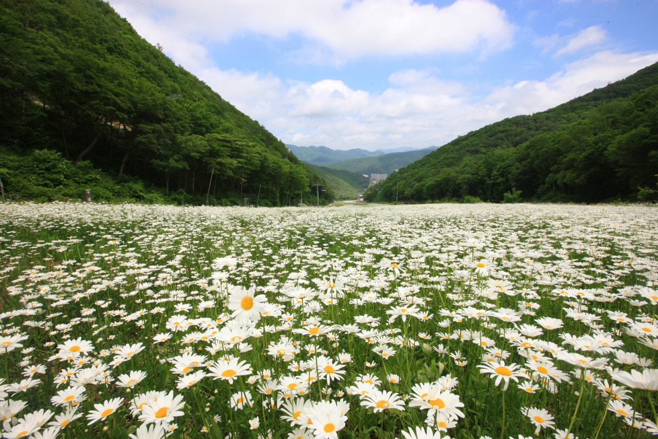 해발 1100m 지역 계절의 여왕 6월, 야생화의 여왕 샤스타데이지는 정선 하이원 고원 들판을 가득 메웠다.