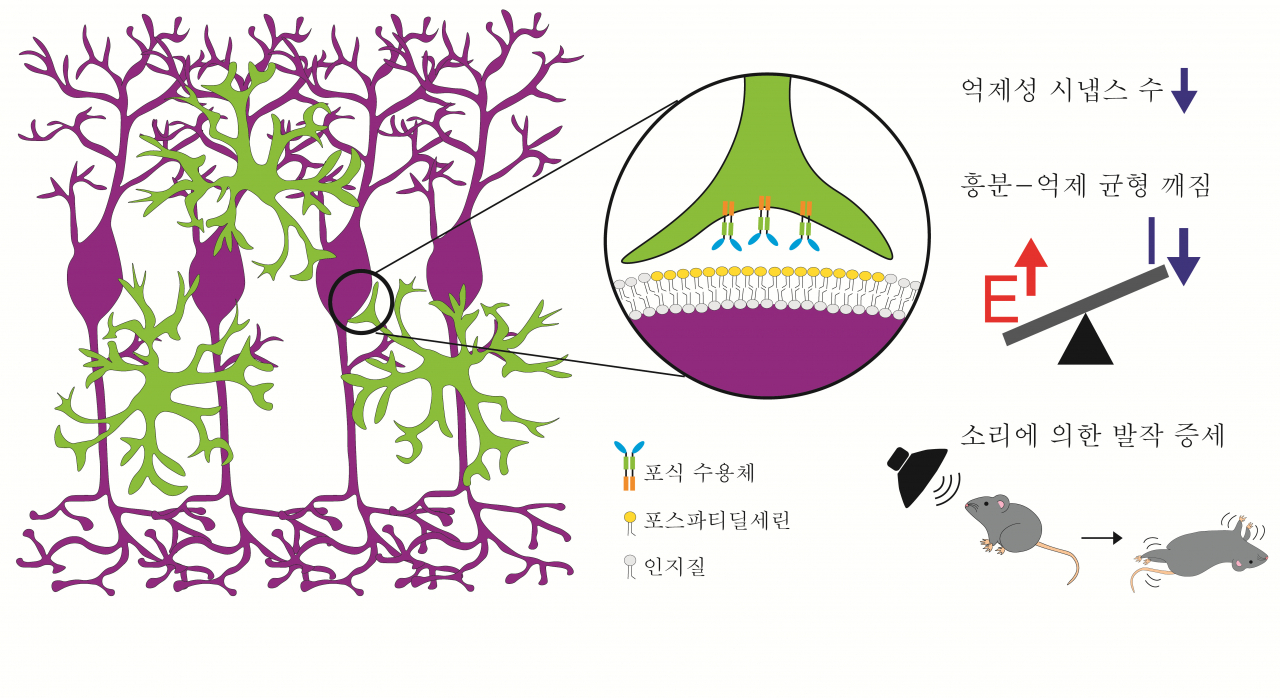 미세아교세포가 포식 수용체를 통해 신경세포체 표면에 표지된 포스파티딜세린을 인식해 제거하는 모습. 이 현상이 과도하게 일어날 때 신경세포의 흥분-억제 간 균형이 깨져서 발작 증세가 일어난다. [KAIST 제공]