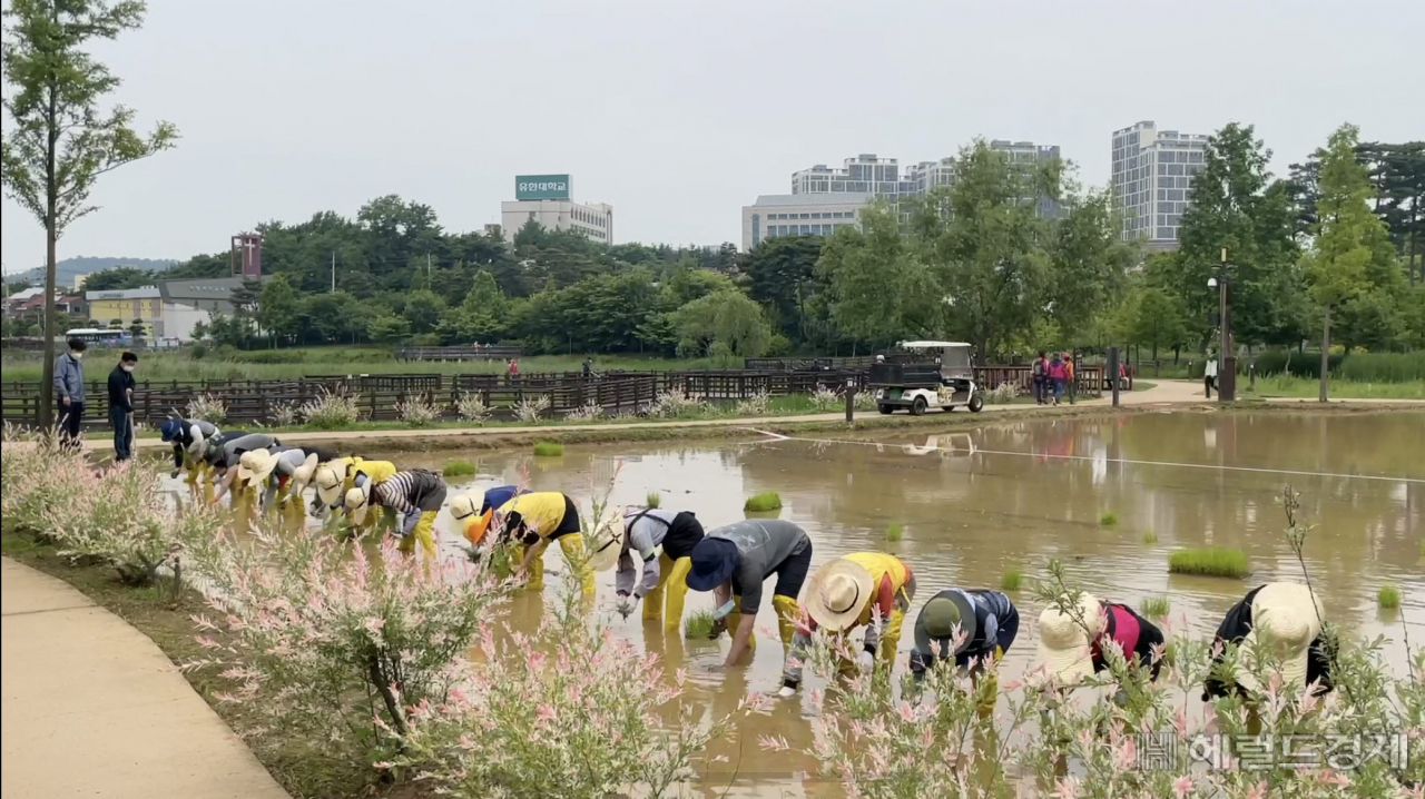 자원봉사자를 비롯 서울식물원 관계자들이 토종벼 모내기를 하고 있다. [서울식물원 제공]