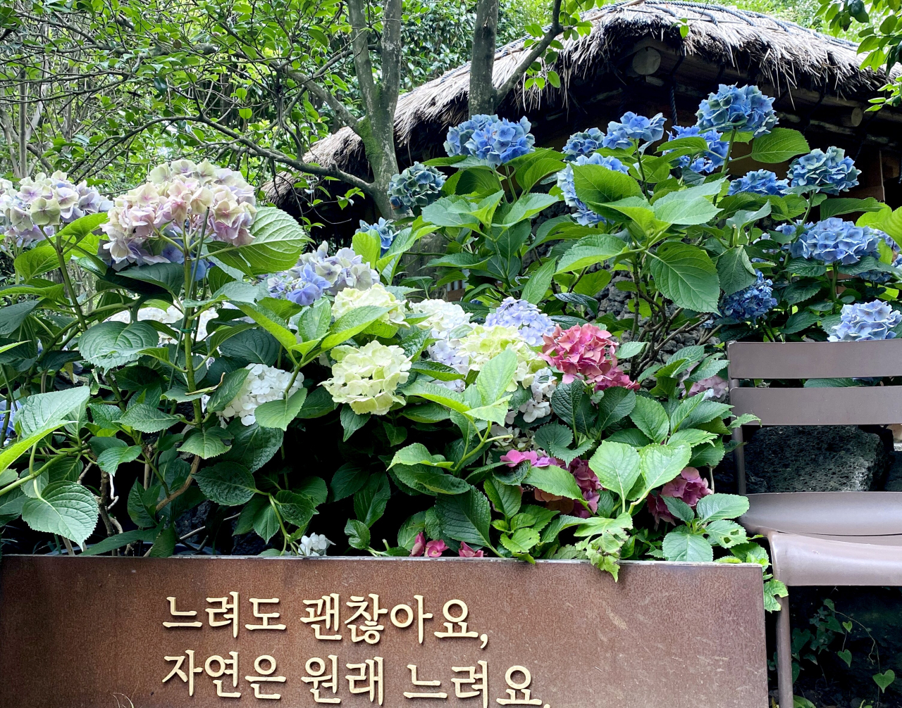 카멜리아힐