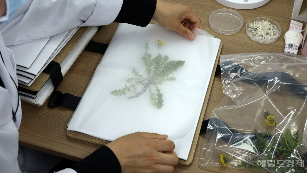 식물표본을 하는 모습. [서대문구 제공]