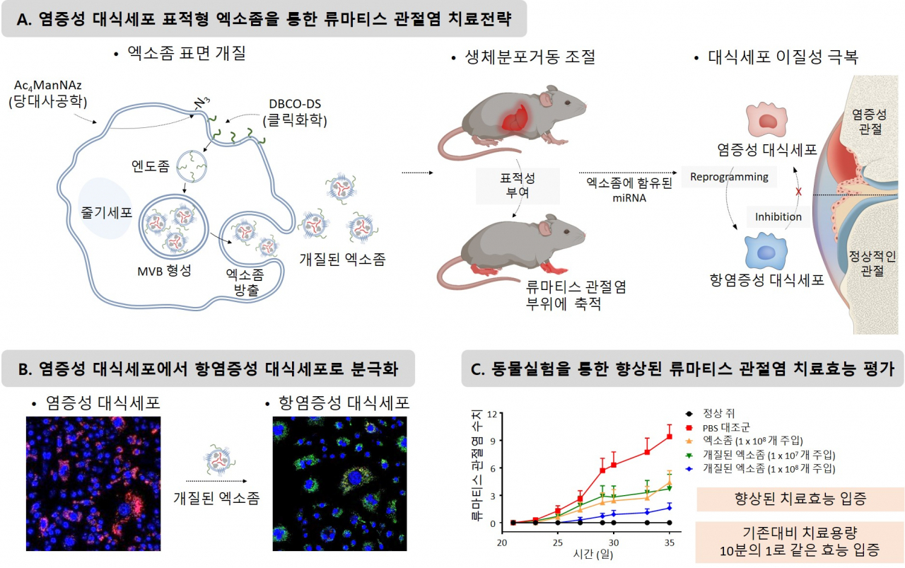 세포 및 생쥐모델에서 표면 개질된 엑소좀의 대식세포 분극화 및 류마티스 관절염 치료효능.[성균관대 제공]