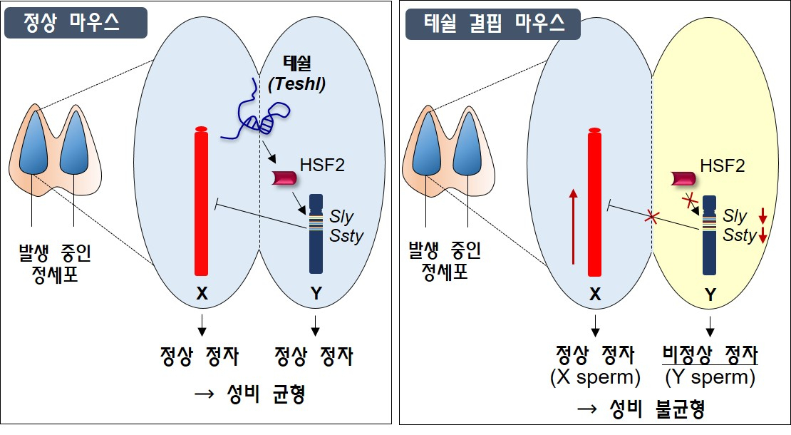 정상 생쥐의 정세포에서 테쉴은 열충격인자-2와 결합, Y염색체에 있는 유전자의 발현을 증가시킨다. 이로써 Y염색체를 가진 정자들의 기능을 도와주고 출생 성비의 균형을 유지한다. 반면 테쉴이 결핍된 생쥐의 정세포에서는 Y염색체 유전자 발현이 감소하여 이 세포에서 유래된 정자의 기능도 감소한다. [GIST 제공]