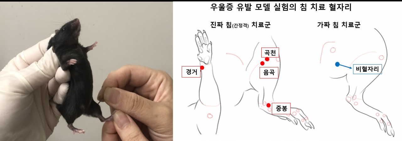 동물실험 침 치료 적용 혈자리.[한국한의학연구원 제공]