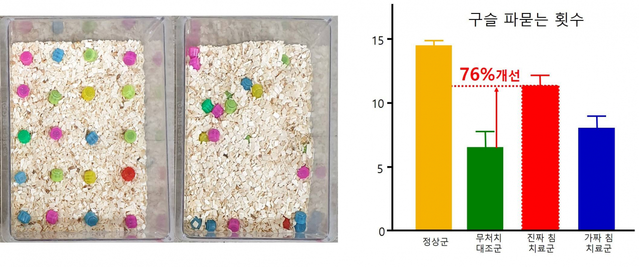 침 치료시 구슬 파묻기 행동으로 살펴본 우울증 행동 개선.[한국한의학연구원 제공]