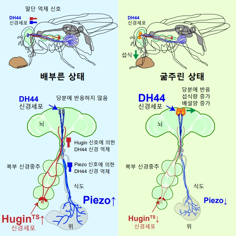 초파리의 DH44 신경세포의 두 가지 억제 신호에 대한 모식도: 음식물 섭취로 인한 초파리 내장기관의 팽창으로 활성화된 피에조 채널과, 체내 영양분 증가를 감지하고 활성화되는 휴긴 신경세포는 서로 상호보완적으로 DH44 신경세포의 활성을 억제한다. 이로써 충분히 음식을 먹은 초파리에서는 DH44 신경세포의 활성화에 의해 발생 될 수 있는 과잉 섭식 행동이 효율적으로 억제된다.[KAIST 제공]