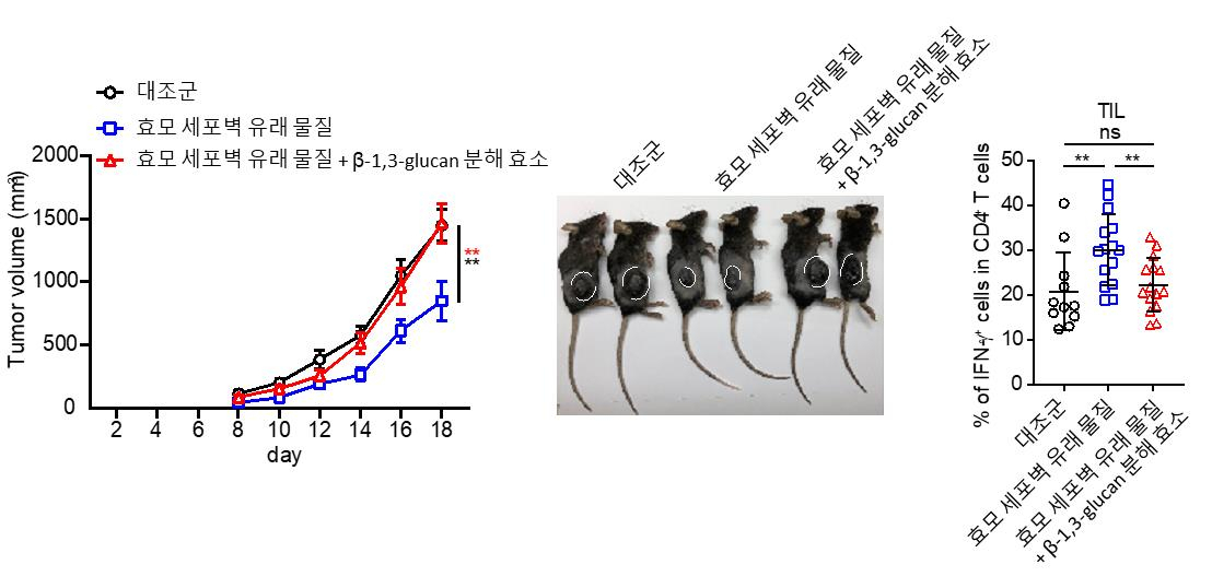 흑색종을 이식한 생쥐에 효모 세포벽으로부터 유래된 물질 또는 효모 세포벽에서 &beta;-1,3-glucan을 제거한 물질을 처리하여 흑색종의 크기를 확인한 결과 정상적인 효모 세포벽 유래 물질은 흑색종의 성장을 억제하지만 &beta;-1,3-glucan을 제거하면 항암 효과가 사라지는 것을 확인했다. 이 결과는, 베타글루칸 중 항암 면역반응을 촉진하는 물질은 &beta;-1,3-glucan 이며, 작용 기작은 IFN-&gamma;를 생성하는 Th1세포의 증가와 관련이 있음을 제시하고 있다.[포스텍 제공]