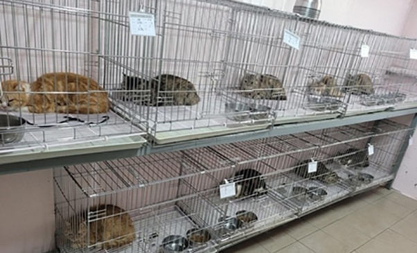 유기됐다 구조된 고양이 14마리 [부산진구 제공]