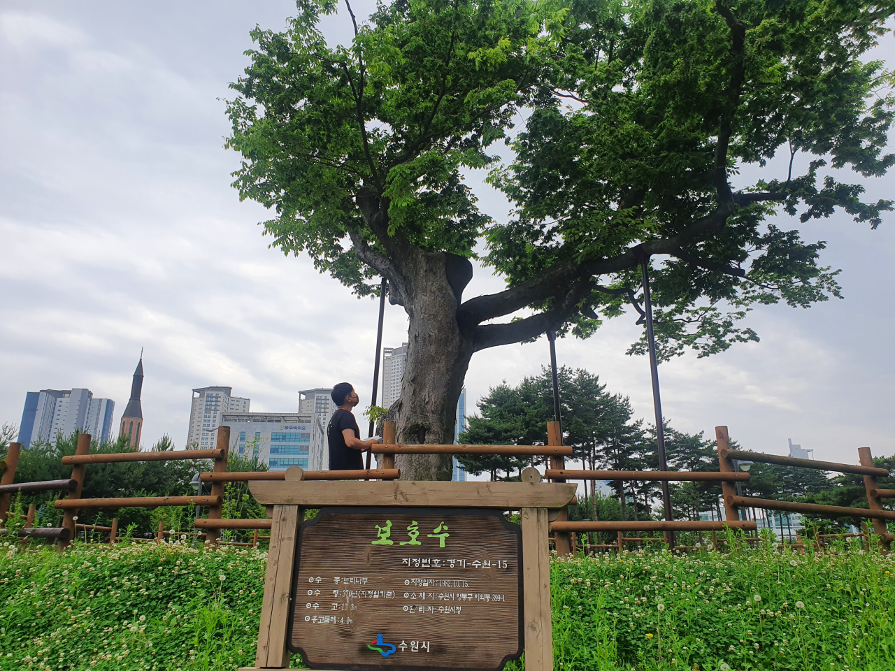 수원시가 장마철 앞두고 모든 보호수 점검한다[수원시 제공]