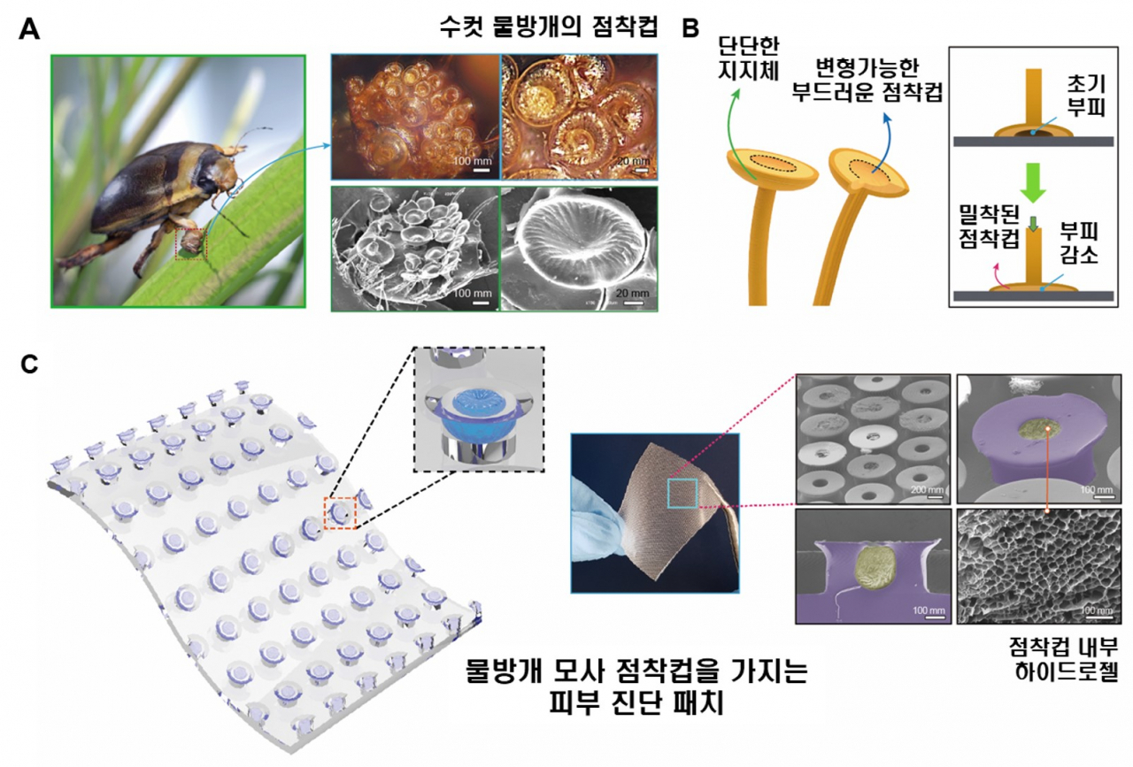 물방개의 수중 점착 컵을 모사한 피부 모니터링 패치의 개념도(A) 물방개의 앞발을 관찰하여 보면 흡착 구조를 가진 점착 컵을 확인할 수 있다. (B) 이 점착 컵은 점착면에 부착되어 고정할 수 있는 단단한 지지체와 거칠거나 굴곡진 표면에도 밀착되어 부착될 수 있도록 하는 부드러운 점착 컵으로 구성되어 있다. (C) 연구팀은 이를 모사하여 탄성고분자-하이드로젤 기반의 점착패치를 제작 하였다. 또한 체액 포집을 위한 하이드로젤을 점착컵 내부에 설계하여 무전원 피부 모니터링 패치를 제작하였다. [성균관대 제공]