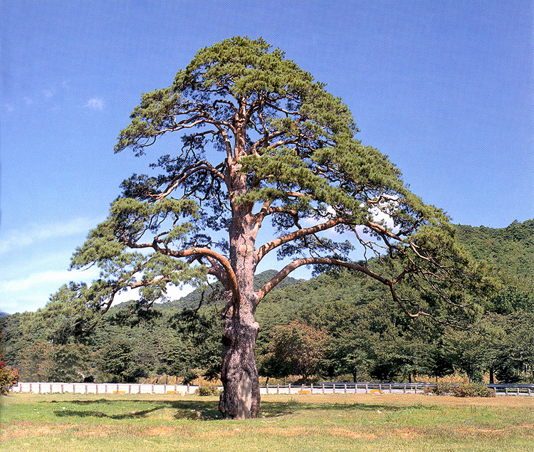 한동안 건강이 좋지 않았던 정이품송은 치료와 함께 후손인 자목들의 전국확산 작업도 하고 있다.