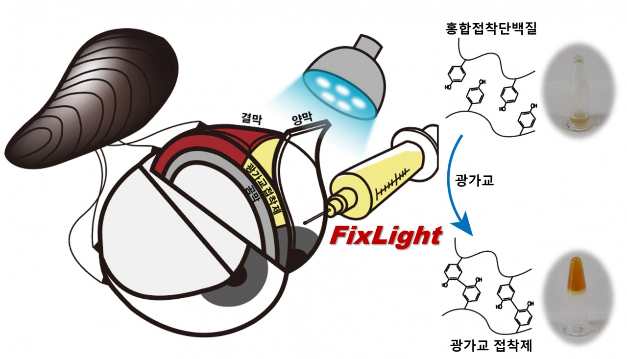 광가교 홍합단백질접착제를 사용한 비봉합 양막 이식 개략도.[포스텍 제공]