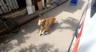 주인이 탄 구급차를 쫓아 전력 질주하고 있는 골든 리트리버 [유튜브]