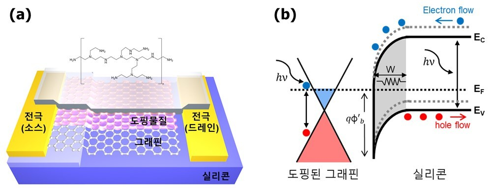 도핑된 그래핀-실리콘 광센서 모식도.[포스텍 제공]