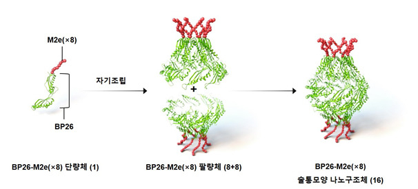 범용성 인플루엔자 나노백신 모식도.[KAIST 제공]