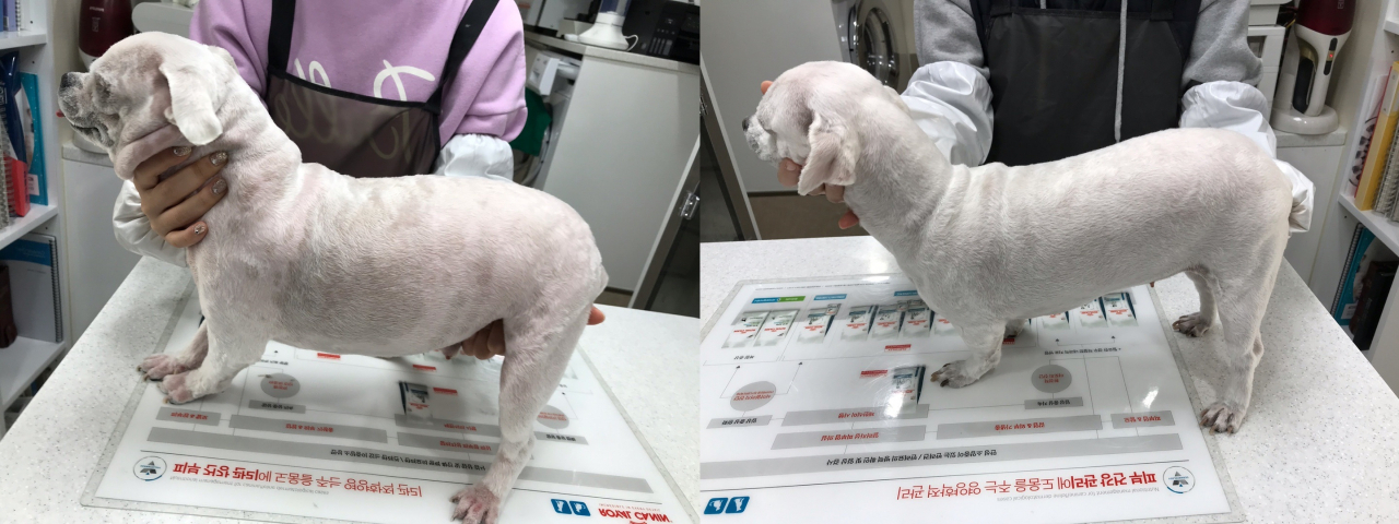 로얄캐닌 체중관리 프로그램을 통해 체중감량에 성공한 반려견 ‘토리’의 전후모습 [로얄캐닌 제공]