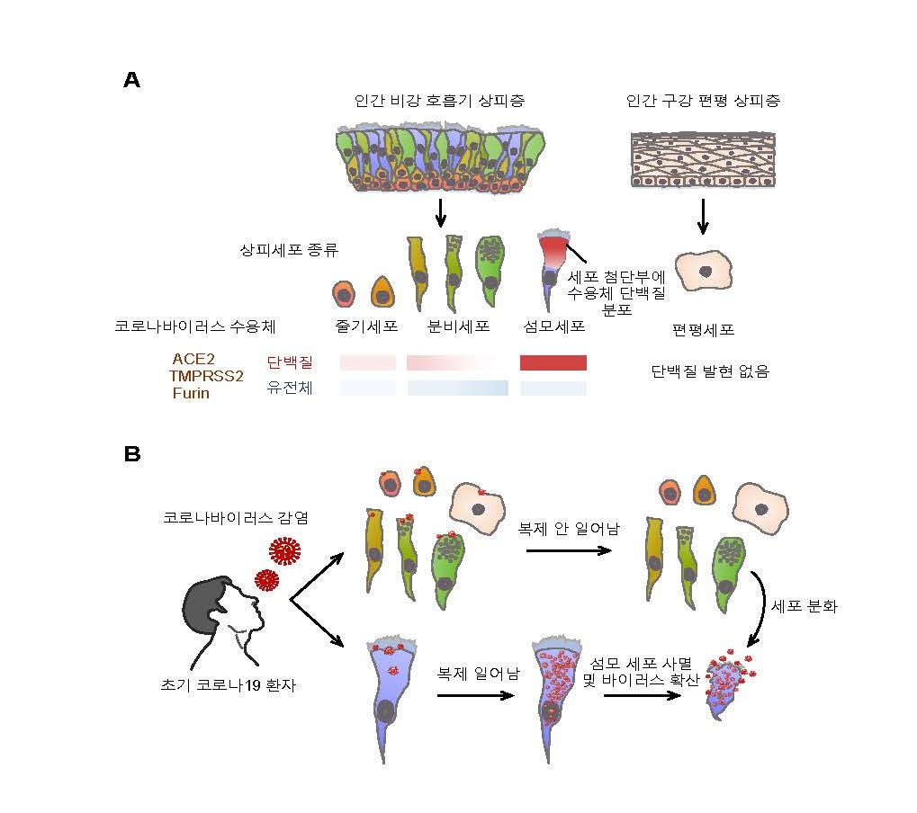코로나바이러스이 비강 섬모상피세포 감염 기전 모식도.[IBS 제공]