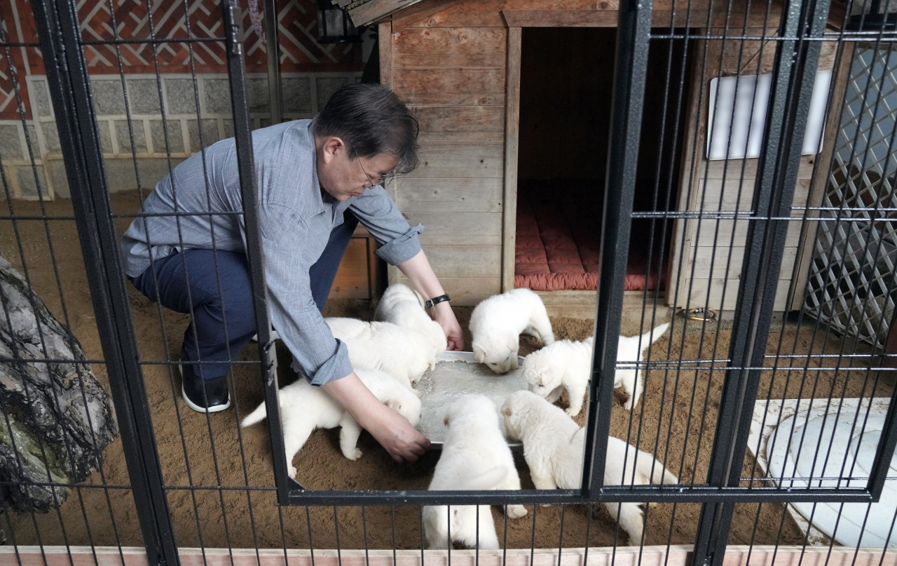 문재인 대통령은 3일 북한에서 온 풍산개 '곰이'와 원래 데리고 있던 풍산개 '마루' 사이에서 새끼 7마리를 낳았다고 SNS에 관련 사진을 공개했다.[연합]