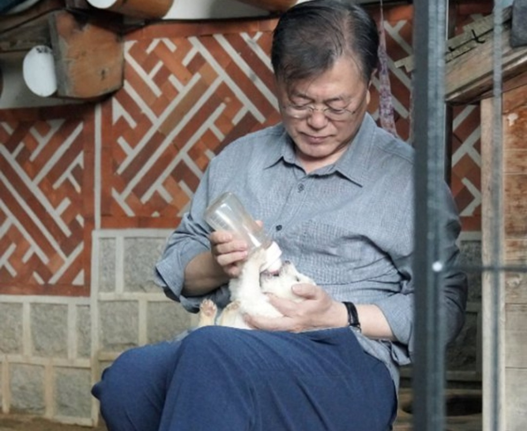 문재인 대통령이 김정은 북한 국무위원장이 선물한 풍산개 '곰이'가 낳은 새끼 한 마리에 직접 우유를 주고 있다. 문 대통령은 "난산으로 태어난 한 마리가 아직 잘 먹지 않아 따로 우유를 조금씩 먹이고 있다"고 했다. [페이스북 캡처]