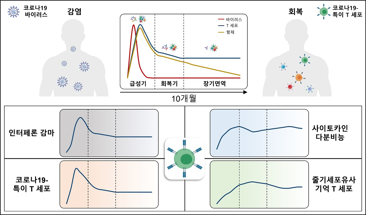 코로나19 회복자의 기억 T세포 면역반응 추적관찰 결과 모식도.[KAIST 제공]