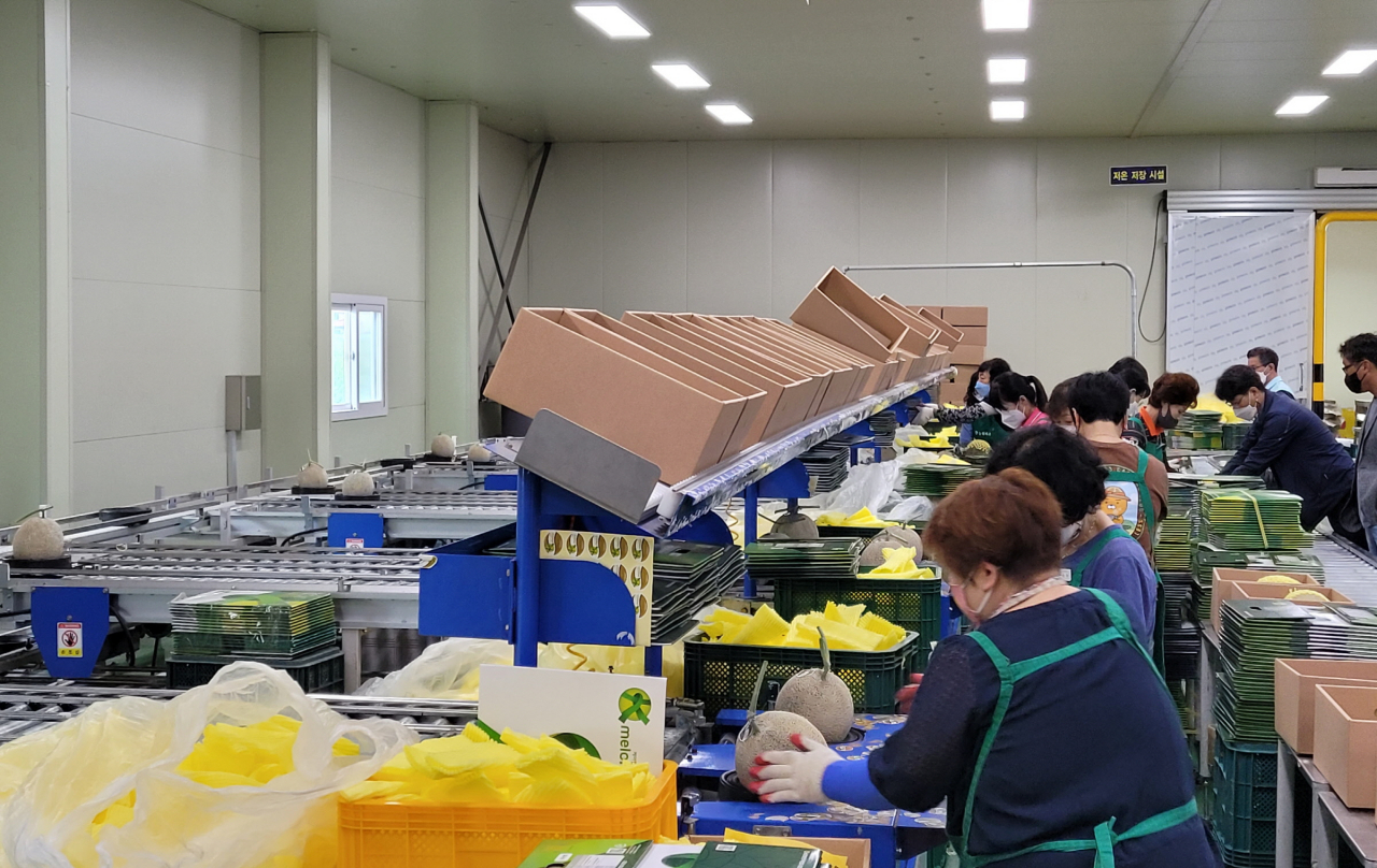 경주시농산물산지유통센터가 ‘이사금 멜론’ 선별작업을 진행하고 있다.[경주시 제공]