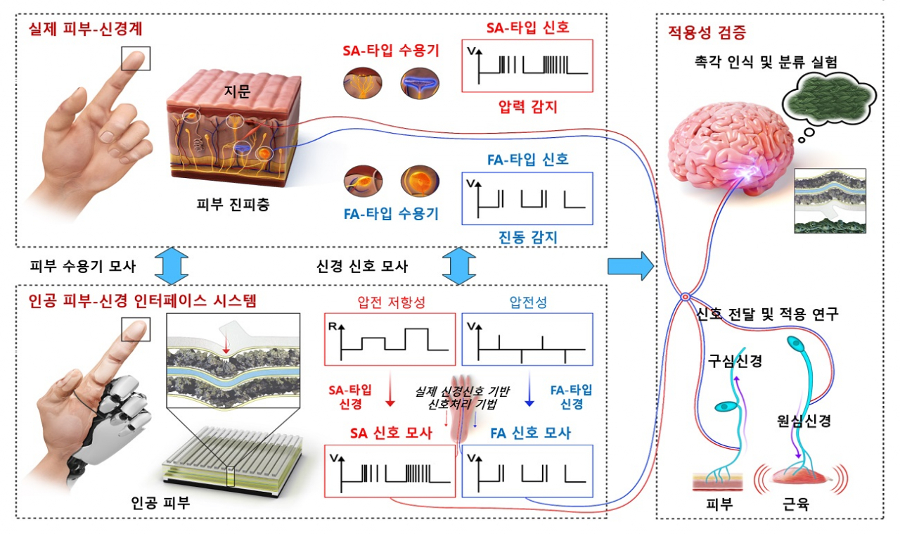 인간 피부-신경 모사형 인공 감각 인터페이스 시스템 개요.[KAIST 제공]