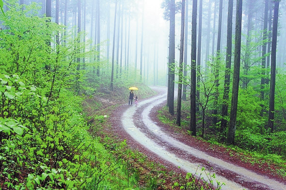 축령산 편백숲