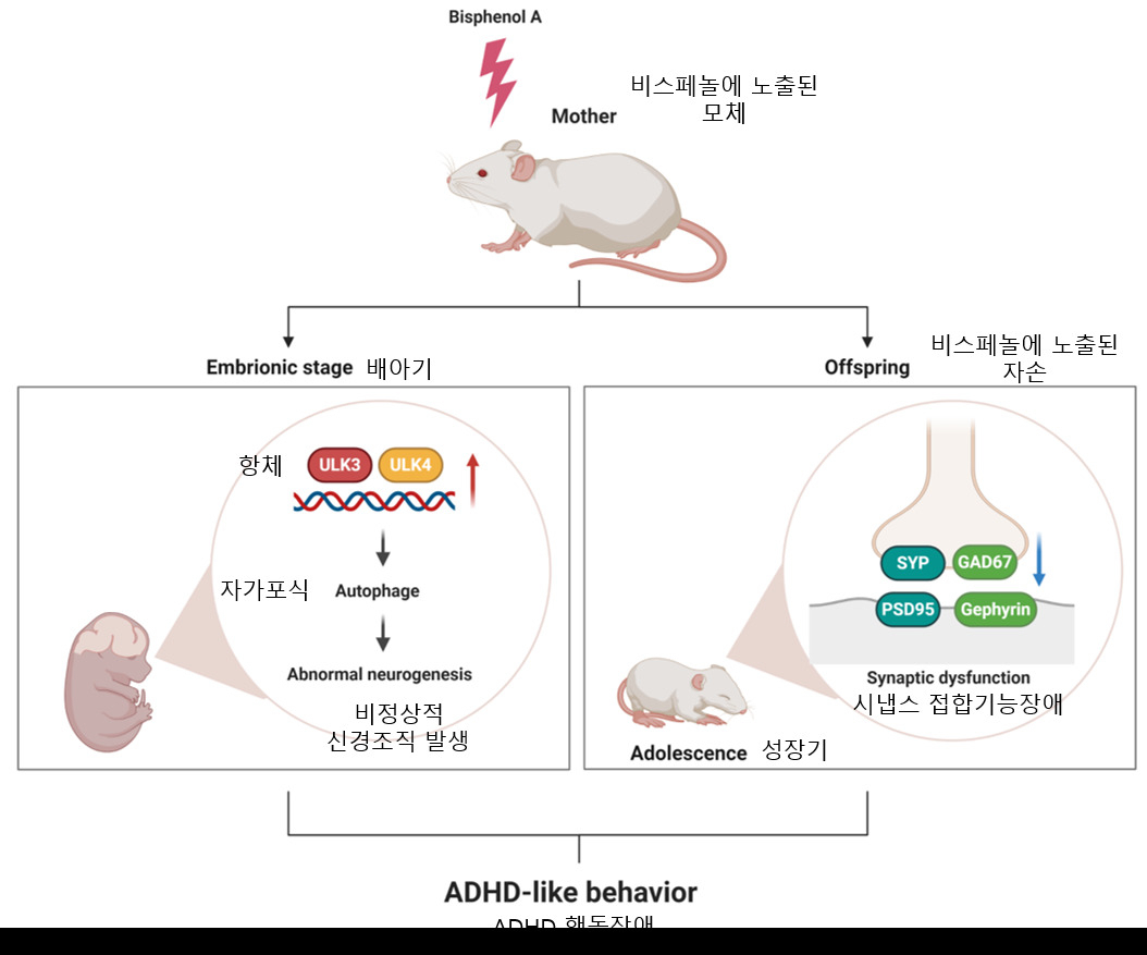 비스페놀 A 노출에 따른 신경 및 행동 기능 장애 모식도.[안전성평가연구소 제공]