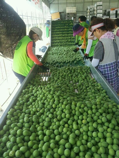 순천 매실 선별작업. [순천시 제공]
