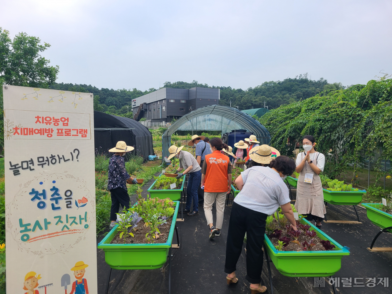 어르신들이 치매 예방 프로그램인 ‘놀면 뭐하니? 청춘을 농사짓자’에서 텃밭을 가꾸고 있다.