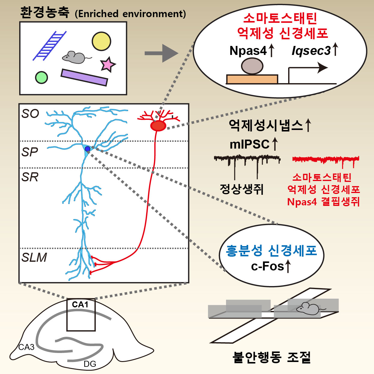 불안행동을 조절하는 억제성 시냅스 단백질 IQSEC3의 작동 기전.[DGIST 제공]