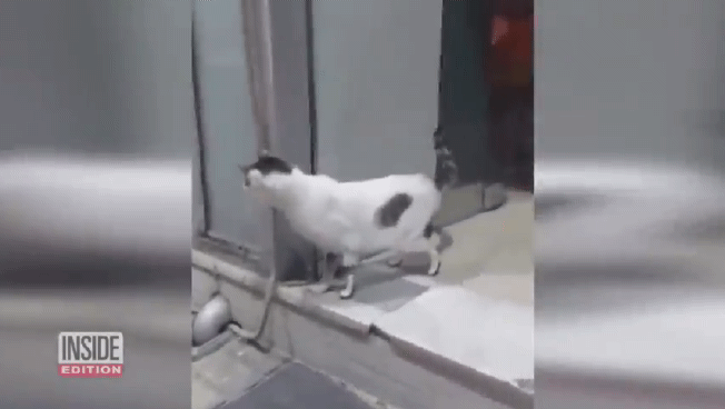 고양이 페르세우스가 3D 프린팅 기술로 만들어진 의족을 하고 걷고 있다. [인사이드 에디션]