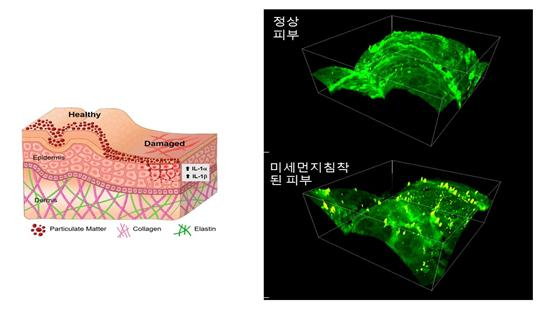 비선형광학현미경으로 이미징한 인체 피부 3차원 표면 영상.[한국표준과학연구원 제공]