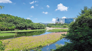 삼성디스플레이 아산사업장 주변 가락바위 저수지 생태 식물섬. [삼성디스플레이 제공]