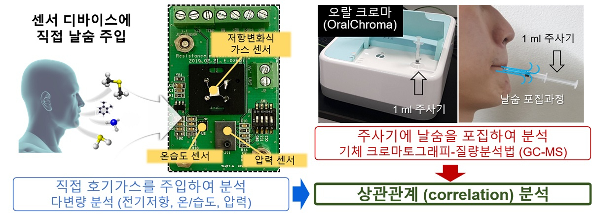 센서 디바이스에서 날숨가스 직접 측정 결과 및 오랄크로마를 통한 정량분석 결과의 상관관계 분석 모식도.[KAIST 제공]