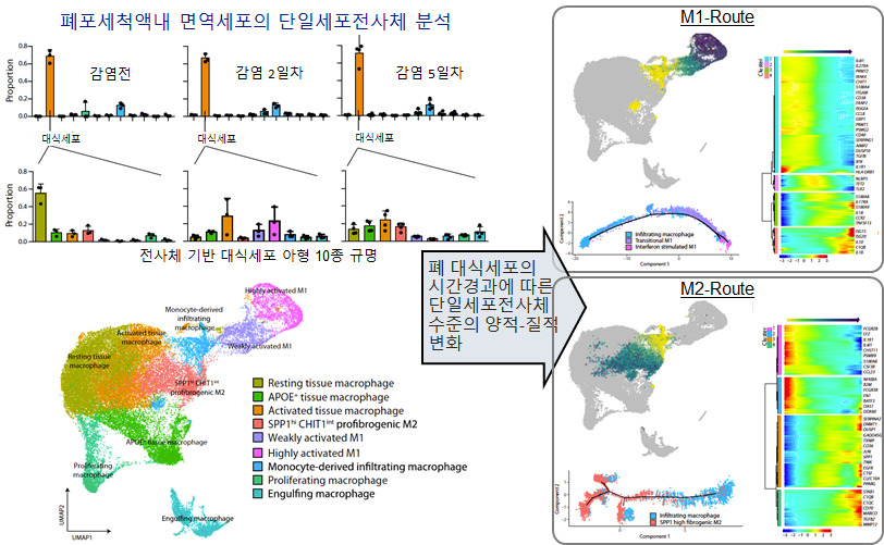 연구 결과 모식도 [KAIST 제공]