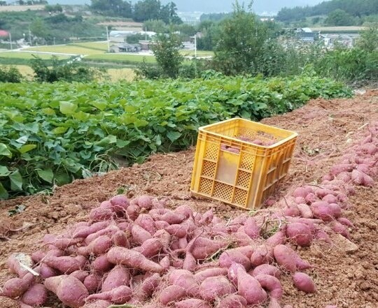 해남고구마 수확
