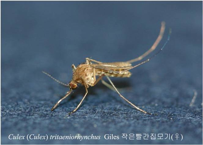 작은빨간집모기.[경북도 보건환경연구원 제공]